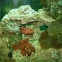saltwater fish - cephalopholis miniatus - miniatus grouper stocking in 110 gallons tank - grouper Peek-a-boo