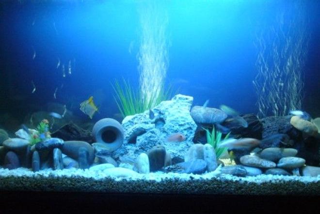60 gallons freshwater fish tank (mostly fish and non-living decorations) - Cichi