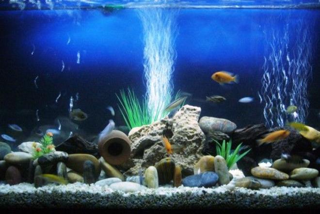 60 gallons freshwater fish tank (mostly fish and non-living decorations) - Sweet cichlids