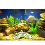 29 gallons freshwater fish tank (mostly fish and non-living decorations) - My fish Tank