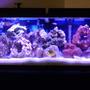 55 gallons saltwater fish tank (mostly fish, little/no live coral) - 55 gallon saltwater