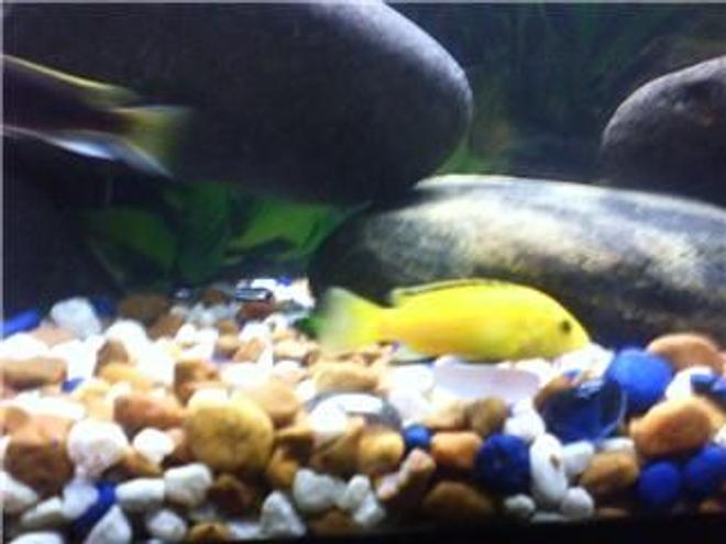 freshwater fish - labidochromis caeruleus - electric yellow cichlid - Yellow Lab with Acei swimming by