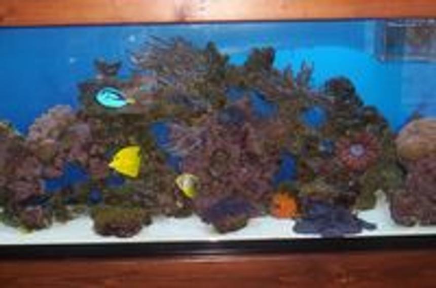 Rated #191: 55 Gallons Reef Tank - 11/2007