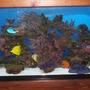 55 gallons reef tank (mostly live coral and fish) - 11/2007