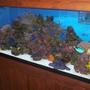 fish tank picture - 11/2007