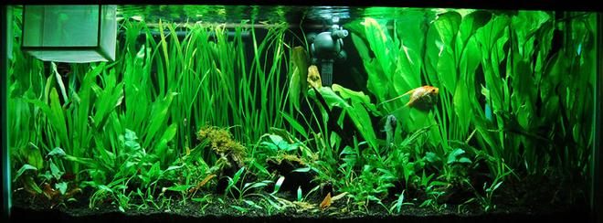 75 gallons planted tank (mostly live plants and fish) - 75 gallon planted tank
