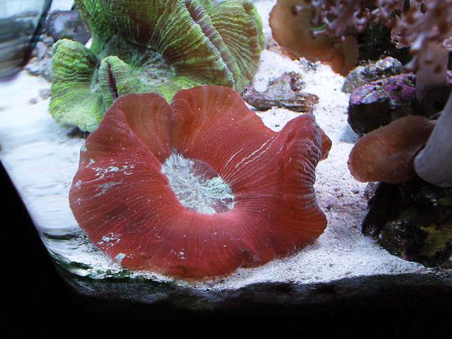 corals inverts - trachyphyllia geoffroyi - brain coral, trachyphyllia stocking in 24 gallons tank - Brain Coral-red eyed