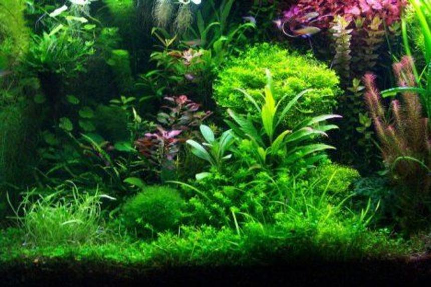Rated #15: 58 Gallons Planted Tank - Office Aquascape