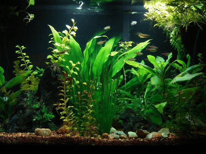 65 gallons freshwater fish tank (mostly fish and non-living decorations) - This was one of my best set ups.