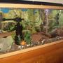 55 gallons freshwater fish tank (mostly fish and non-living decorations) - my 55 gal