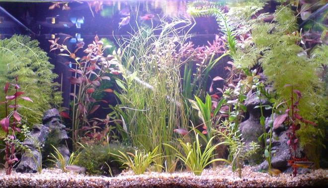 16 gallons planted tank (mostly live plants and fish) - my favourite tank!!! ive put alot of time, effort and money in to this one!!!!!!! hope you like it!!!!!!!