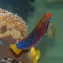 saltwater fish - coris gaimard - red coris wrasse stocking in 91 gallons tank - wrasses