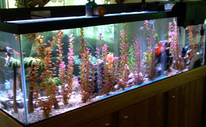 125 gallons freshwater fish tank (mostly fish and non-living decorations) - 125 gallon (back side view)