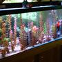 125 gallons freshwater fish tank (mostly fish and non-living decorations) - 125 gallon (back side view)