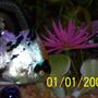 freshwater fish - pterophyllum scalare - assorted veil angel stocking in 125 gallons tank - angel fish