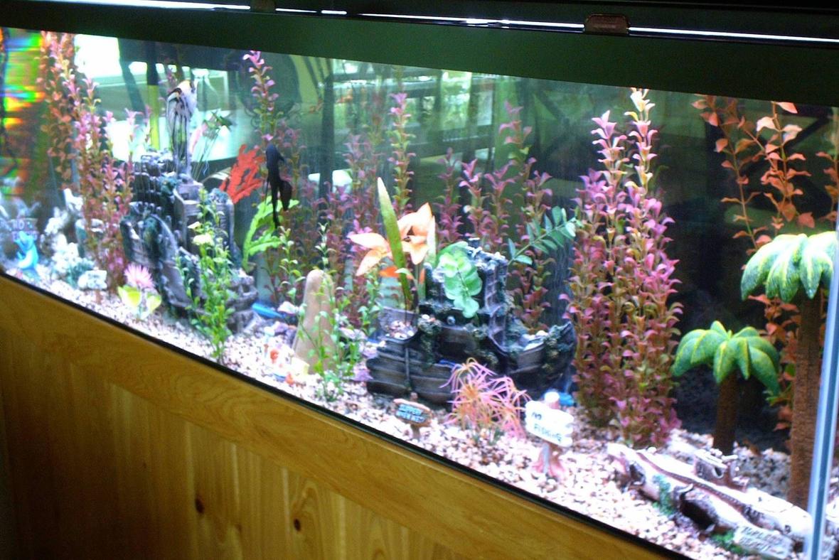 125 gallons freshwater fish tank (mostly fish and non-living decorations) - 125 gallon