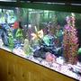 125 gallons freshwater fish tank (mostly fish and non-living decorations) - 125 gallon