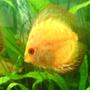 freshwater fish - symphysodon sp. - yellow marlboro discus stocking in 100 gallons tank - Goldy