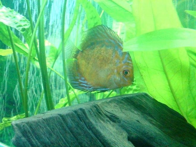 freshwater fish - symphysodon spp. - pigeon blood discus stocking in 100 gallons tank - Pill