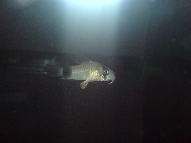 freshwater fish - corydoras panda - panda cory cat stocking in 100 gallons tank - Panda Cory