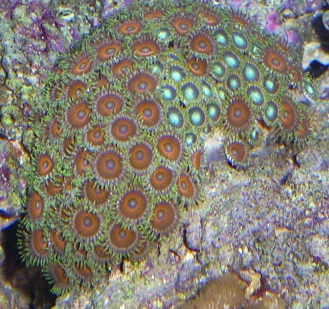corals inverts - zoanthus sp. - atomic green zoanthids stocking in 110 gallons tank - coral pic