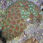 corals inverts - zoanthus sp. - atomic green zoanthids stocking in 110 gallons tank - coral pic