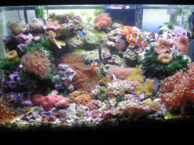 10 gallons reef tank (mostly live coral and fish) - This is my 10 gallon Reef Tank.  I have about 30 lbs. of live rock, 80 watt compact light fixture, hang on filter and power head.  I have several types of zoas, polythoas, and mushrooms.  I also have a Green tip Frog pawn and a hybrid Torch/Frogpawn.  I have a pair of Ocellaris clowns, Bicolor Blenny, Pair of Wheeler Watchman Gobies, Pistol Shrimp, and a Cleaner Shrimp.