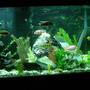 90 gallons freshwater fish tank (mostly fish and non-living decorations) - tank photo