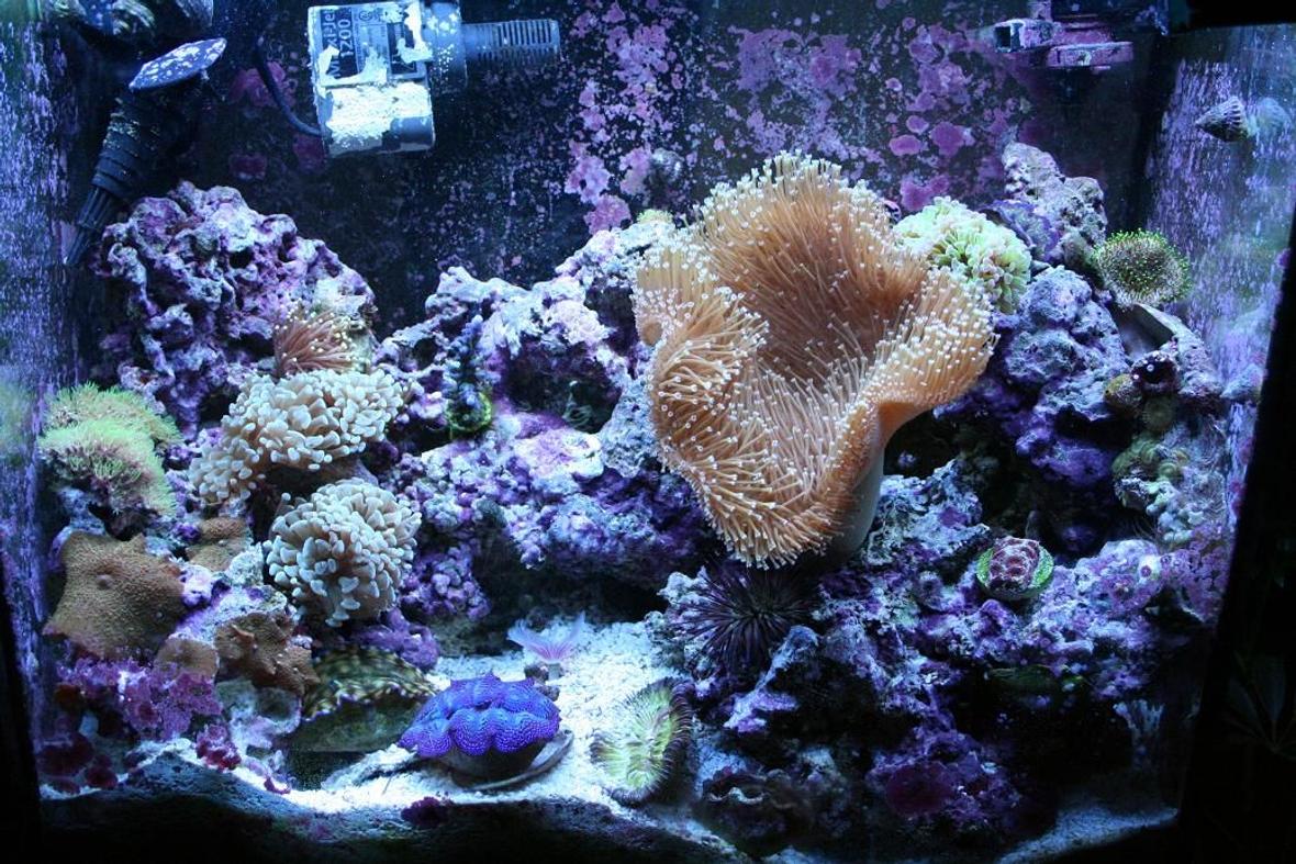75 gallons reef tank (mostly live coral and fish) - this is my 15 gal tall nano that has been running for about 2 years and will be replaced with my 90 gal reef