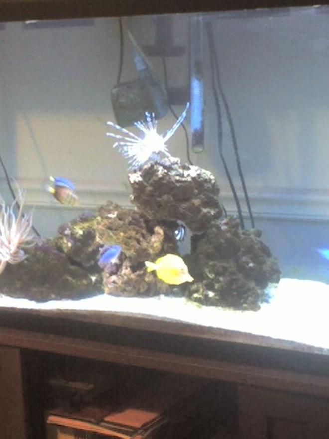 60 gallons saltwater fish tank (mostly fish, little/no live coral) - i dont have a really good camera only a phone so be eazy bitches