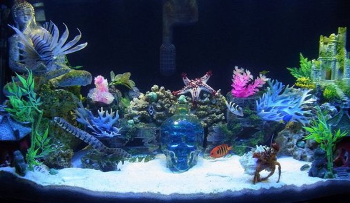 salt aquarium store