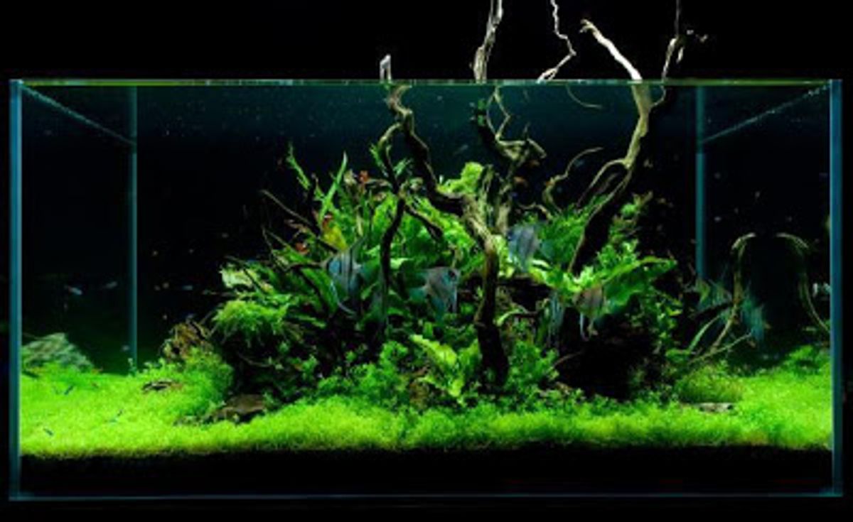 What About Wall Mounted Fish Tanks Ratemyfishtank Com