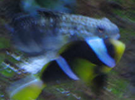 100 dragon goby amblygobius