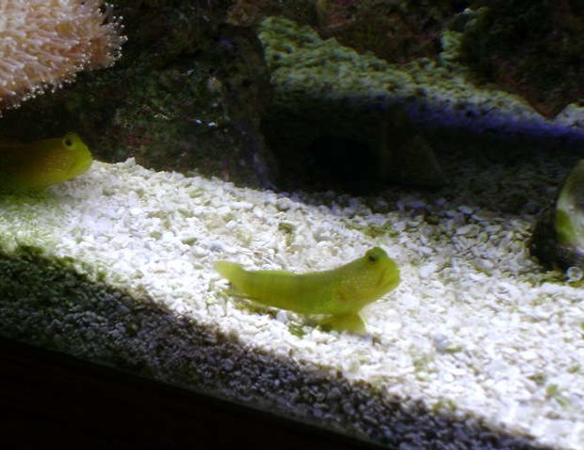 saltwater fish - cryptocentrus cinctus - yellow watchman goby stocking in 20 gallons tank - my 2 Yellow watchmen