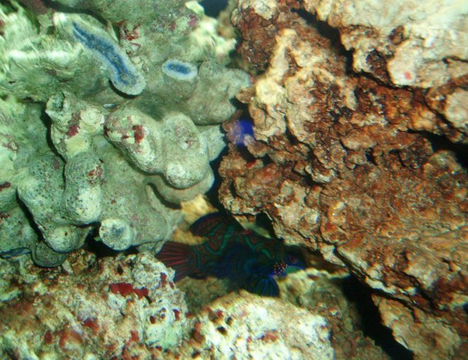 saltwater fish - synchiropus splendidus - green mandarin stocking in 75 gallons tank - Our Goby