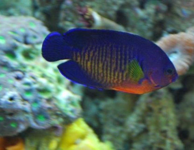 saltwater fish - centropyge bispinosa - coral beauty angelfish stocking in 60 gallons tank - Coral Beauty