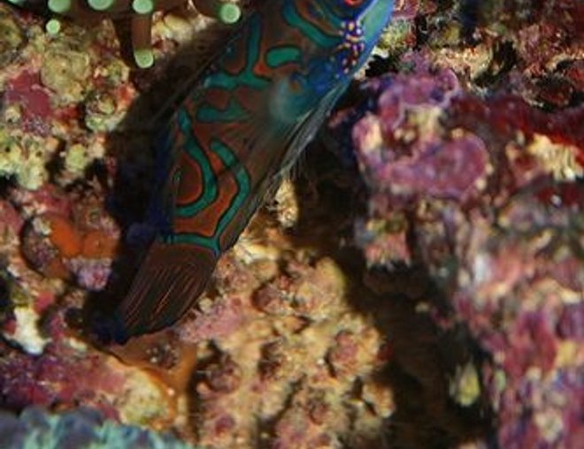 saltwater fish - synchiropus splendidus - green mandarin stocking in 40 gallons tank - Mandarin fish. Such a beautiful fish
