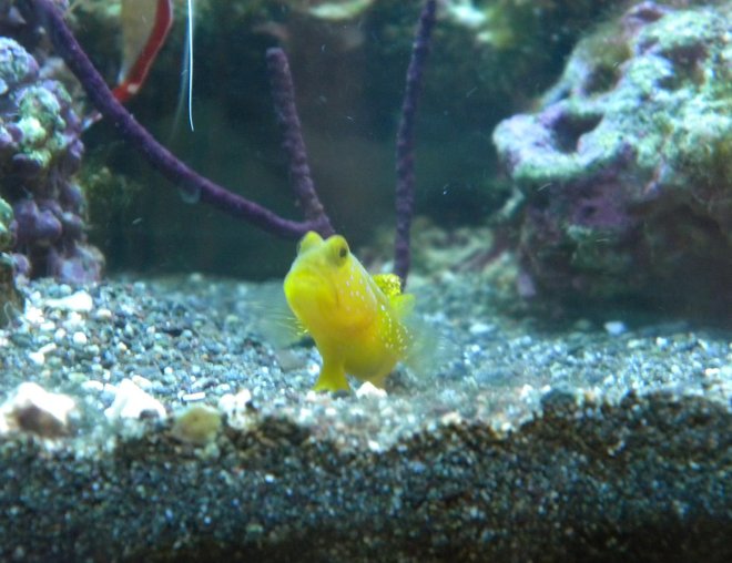 saltwater fish - cryptocentrus cinctus - yellow watchman goby stocking in 3 gallons tank - yellow watchman goby