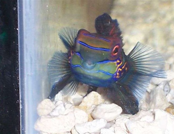 saltwater fish - synchiropus splendidus - green mandarin stocking in 125 gallons tank - Green Mandarin. Looks like somebody wants a kiss