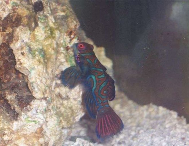 saltwater fish - synchiropus splendidus - green mandarin stocking in 125 gallons tank - Green Mandarin