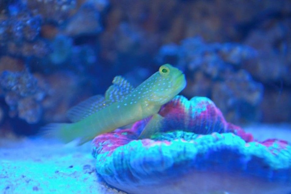 Rated #53: Saltwater Fish - Cryptocentrus Cinctus - Yellow Watchman Goby Stocking In 14 Gallons Tank - yellow watchman on the scoly