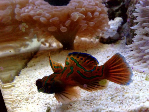 saltwater fish - synchiropus splendidus - green mandarin stocking in 55 gallons tank - Marine Dragonets