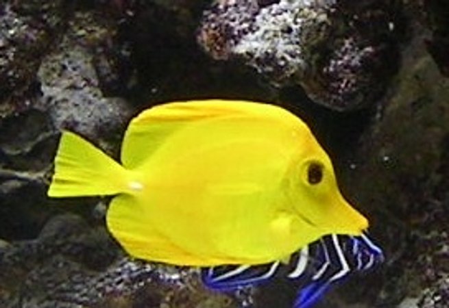 saltwater fish - zebrasoma flavescens - yellow tang - hawaii stocking in 55 gallons tank - my yellow tang and koran angel