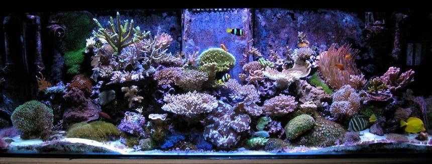 Rated #16: 180 Gallons Reef Tank - recent pic