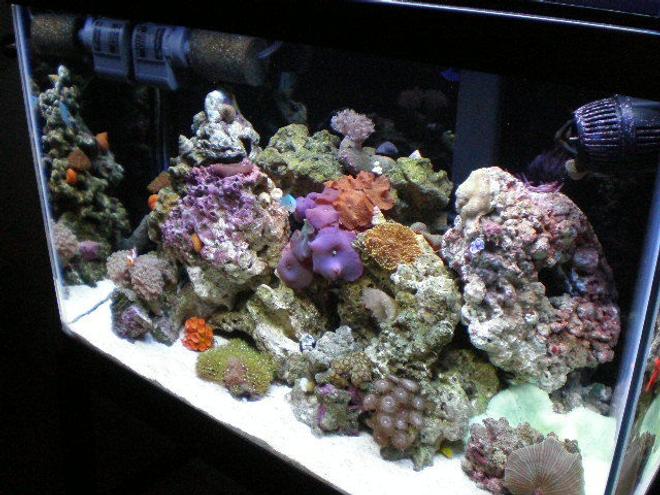 20 gallons reef tank (mostly live coral and fish) - november !!!!!! new pictures !!!!!!