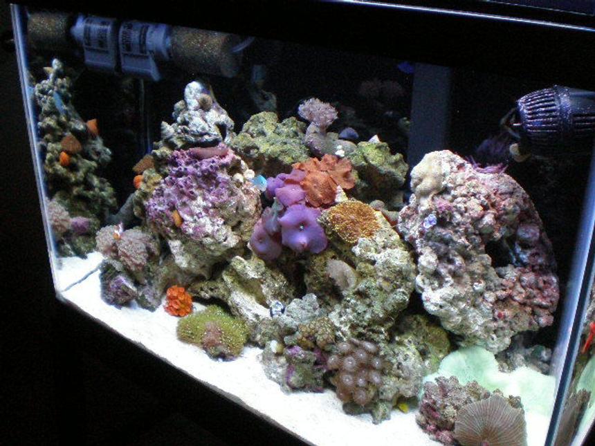 Rated #56: 20 Gallons Reef Tank - november !!!!!! new pictures !!!!!!