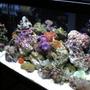 20 gallons reef tank (mostly live coral and fish) - november !!!!!! new pictures !!!!!!