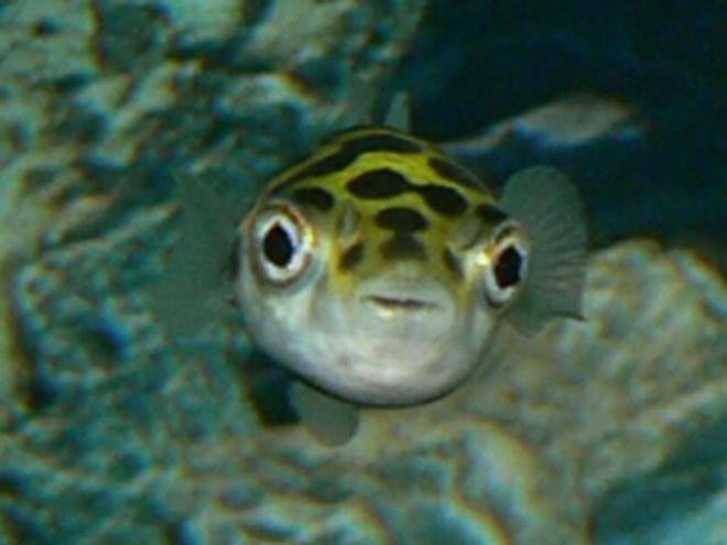 freshwater fish - tetraodon biocellatus - figure 8 puffer stocking in 50 gallons tank - A puffer I once had....he died