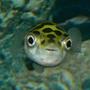 freshwater fish - tetraodon biocellatus - figure 8 puffer stocking in 50 gallons tank - A puffer I once had....he died