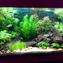 30 gallons planted tank (mostly live plants and fish) - Tank as of 26/11/07